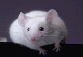 Gene Tweak Boosts Lifespan by 20 Percent in Mice