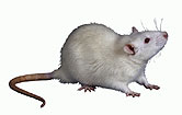 Memory-Erasing Gene Discovered in Mice
