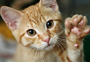 AIDS Virus in Cats Might Help Human Vaccine Effort, Study Hints