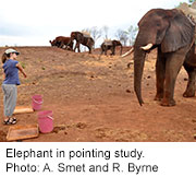 Elephants Understand Pointing, Research Shows