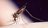 U.S. Malaria Cases Hit 40-Year High