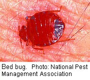 Bedbugs Love a Crowd, Study Finds