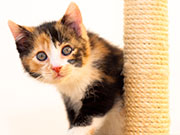 Calico Cats May Help Scientists Understand Human Genetics