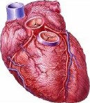 Injected Gel Might Someday Help Treat Heart Failure