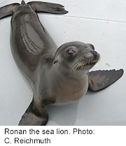 Sea Lion Shows Non-Human Mammals Also Have Rhythm