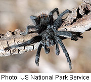 Tarantula Venom Has Painkiller Potential: Study