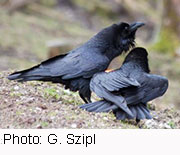Like Humans, Ravens Understand There's a Pecking Order