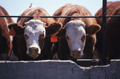 Could Cow Fertilizer Help Spread Antibiotic Resistance?