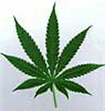 Legalizing Medical Marijuana Doesn't Raise Teen Pot Use, Study Says