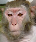 Monkeys on Very-Low-Cal Diet Lived Longer, Healthier Lives