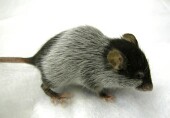 Stem Cells Reverse MS-Like Illness in Mice