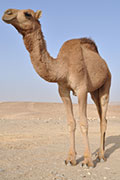 Camels Confirmed as Source of Human MERS Infection