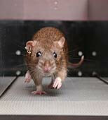 Scientists Erase, Then Restore Memories in Rats