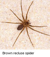 Brown Recluse Spider Bites on the Rise, Expert Warns