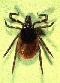 One Tick Bite Can Equal Two Infections