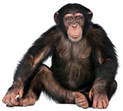 Like Humans, Chimps' Smarts May Rely on Genes