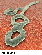 Researchers Unlock Clues to How Ebola Disarms Immune System