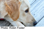 Golden Retriever Study Sniffs for Cancer Clues