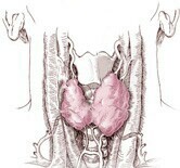 Woman's Thyroid Tumor Yields Clues on How to Battle Cancer