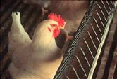 5.3 Million Chickens To Be Killed After Bird Flu Outbreak at Iowa Farm