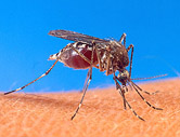 Genes May Determine Whether You're Mosquito Bait