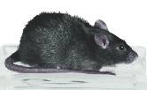 Blood Pressure Vaccine Shows Promise in Rats