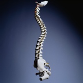 Spinal Cord Injuries Drop Among Young, But Rise Among Older Americans
