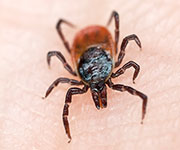 Migrating Birds May Bring Exotic Ticks to U.S.