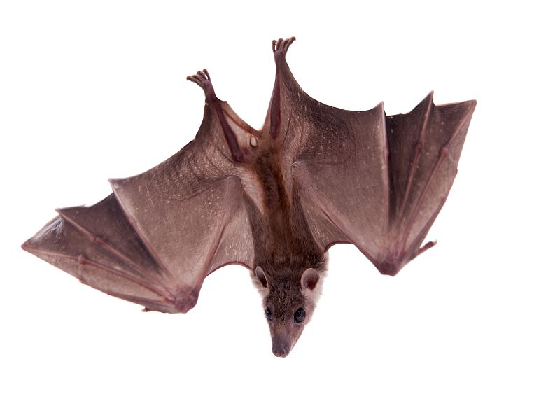 SARS-like Virus in Bats Could Jump to Humans